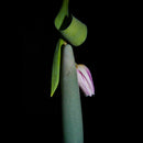 Chakrubs Indian Jade Slim Dildo with a flower and leaf against a dark background.