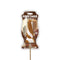 COCKTAILZ LIQUOR FLAVORED PECKER POPS BAILEYS & CREAM-1