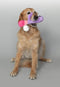 SCRUFFY BUNNY VANDERPUMP DOG TOY-0