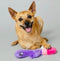 SCRUFFY BUNNY VANDERPUMP DOG TOY-1