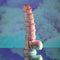EVOLVED FANTASY-3