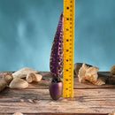 Gender X Into the Deep Silicone Vibrating Dildo Purple next to a ruler for size reference on a wooden table with seashells.