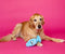 SCRUFFY MUTT PLUG MCRUFF DOG TOY-0
