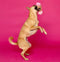 SCRUFFY PETER WOOFINGTON DOG TOY-0