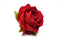 BLOOMGASM THE ROSE LOVERS GIFT BOX RED-8