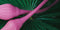 Adrien Lastic 2X double ended vibrator with remote control, showcasing pink design against green foliage.
